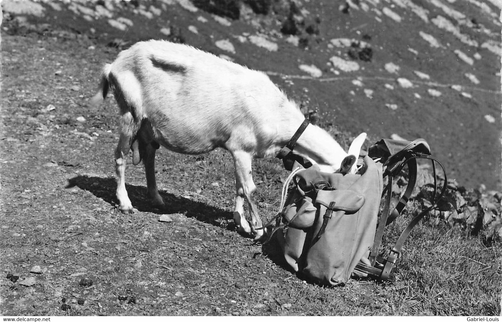 Chèvre En Gruyère - Sac De Montagne - Glasson Cacher Gruyères 1954 - Gruyères