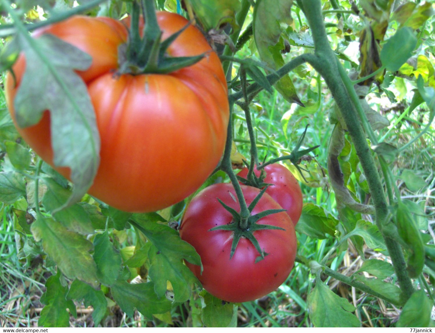 30 Graines Tomates COEUR DE BOEUF BIO - Other & Unclassified