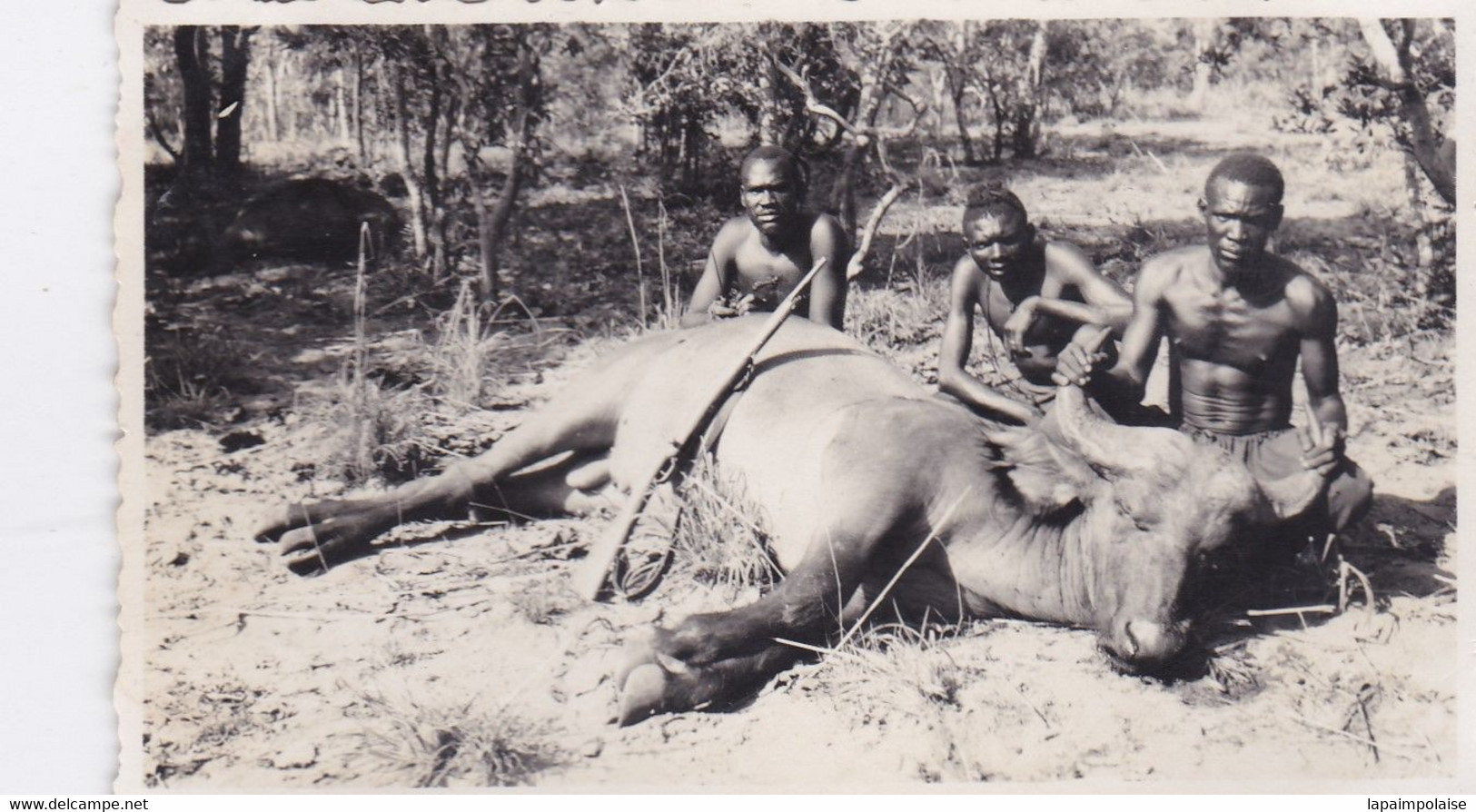 Photo Afrique A E F Oubangui Chari Chasse Safari 3 Chasseurs Autochtones Avec Leur Trophée Un Buffle Réf 15090 - Afrique