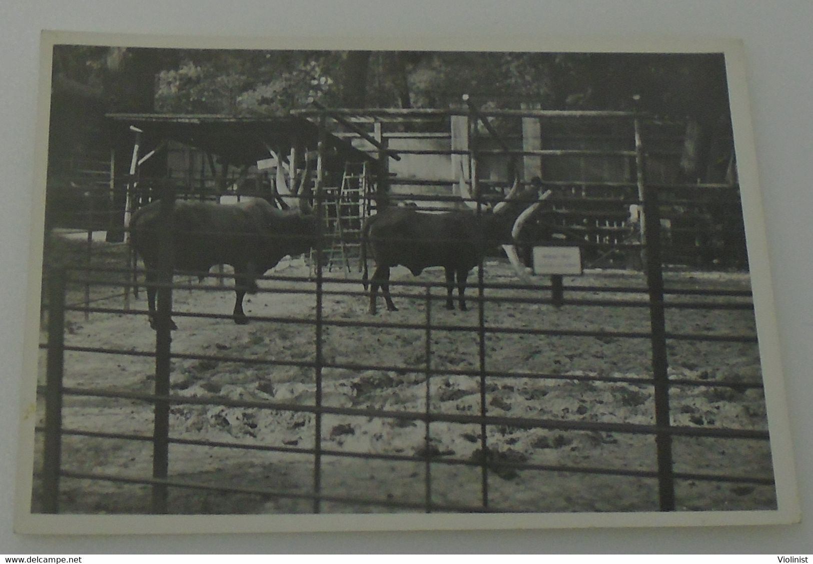 Sanga Cattle-ZOO, Berlin, Germany-thirties - Plaatsen