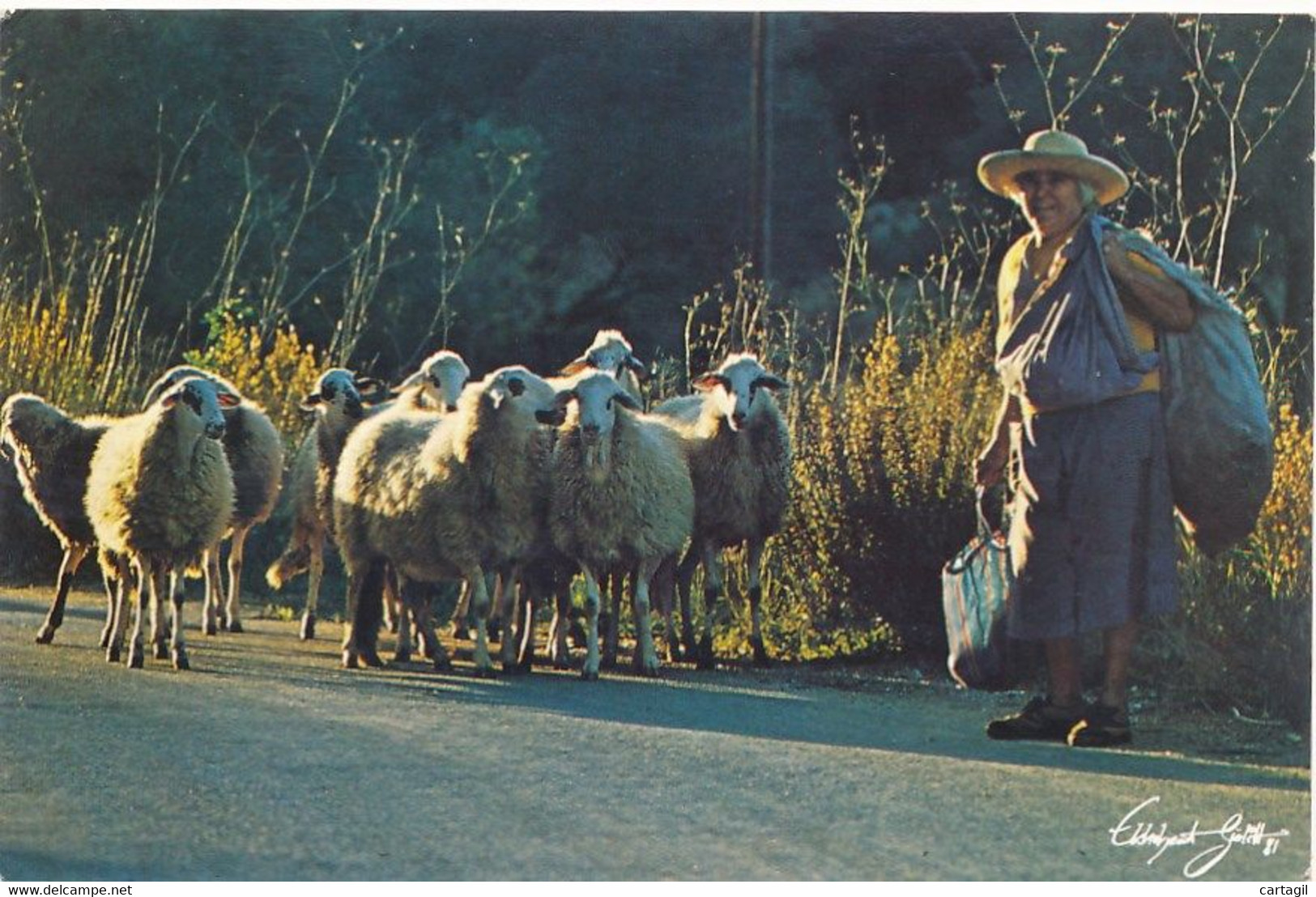 CPM GF ( Photo D'art Signée) -22555 -Espagne -Formentera--Berger Et Moutons - Envoi Gratuit - Formentera