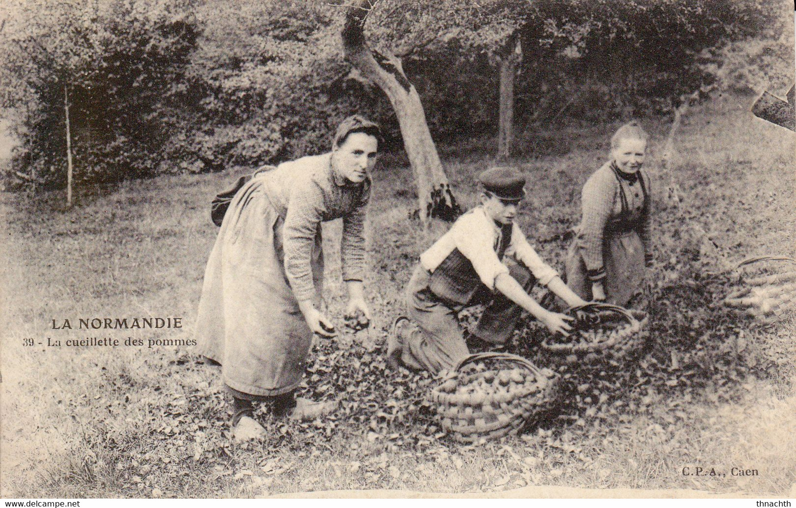 LA NORMANDIE La Cueillette Des Pommes Animée - Basse-Normandie