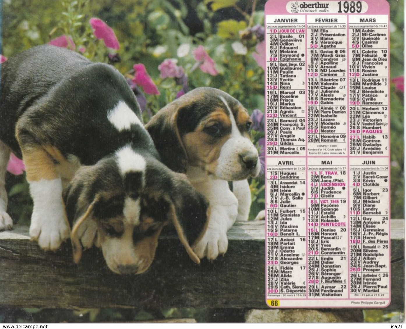 ALMANACH DU FACTEUR: Calendrier Des Postes 1989, Chiots, Chaton - Big : 1981-90