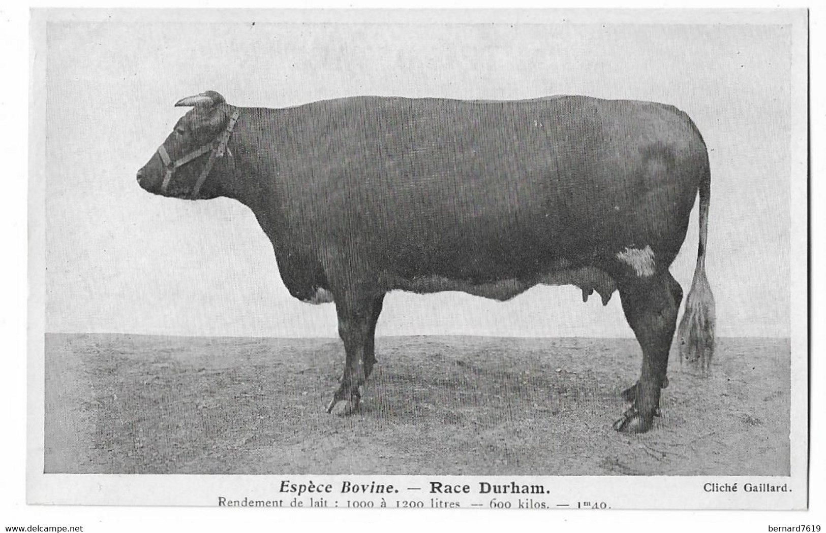 Bovins -  Especes Bovines  -    Cliche Gaillard -  Race  Durham - Autres & Non Classés