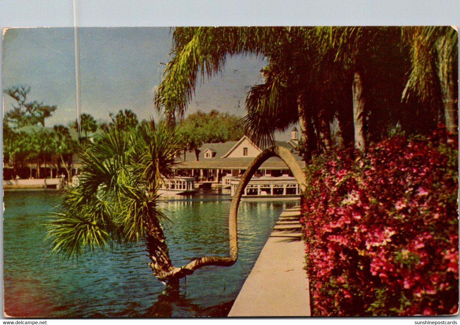 Florida Silver Springs Horse Shoe Palm 1953 - Silver Springs