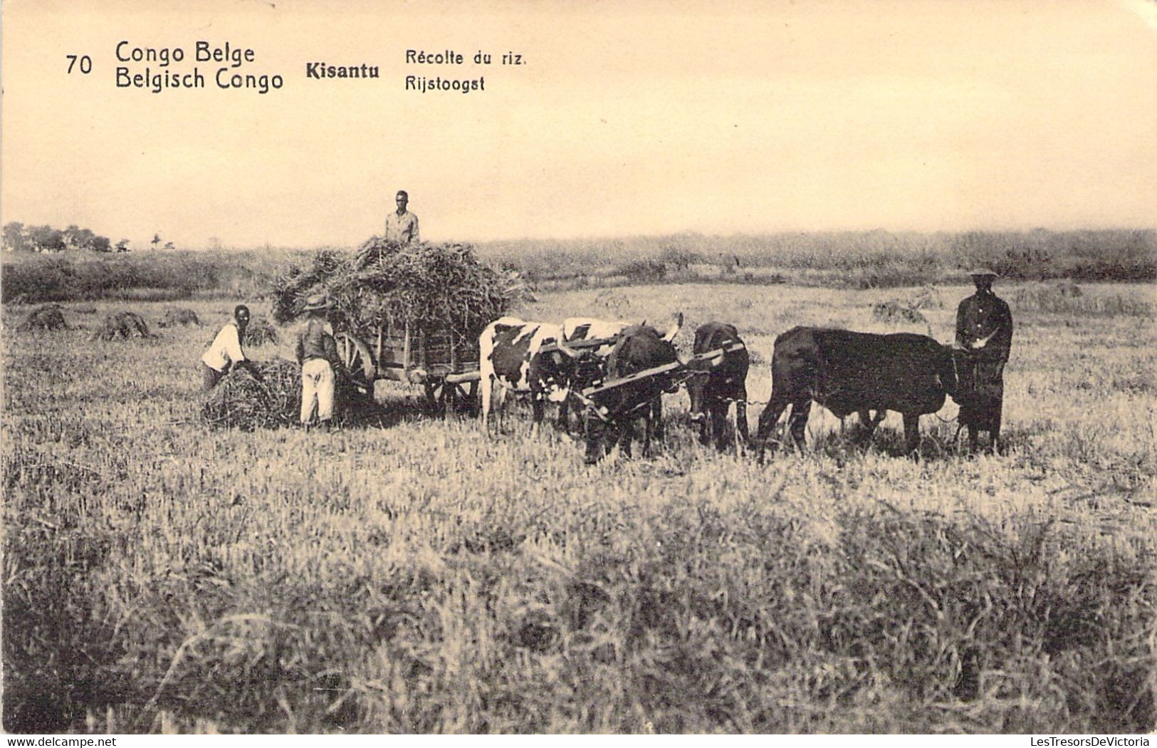 Entier Postal  - Congo Belge - Carte Postale De Kisantu Récolte Du Riz - De Elisabeth à Cape Town En 1914 - Interi Postali