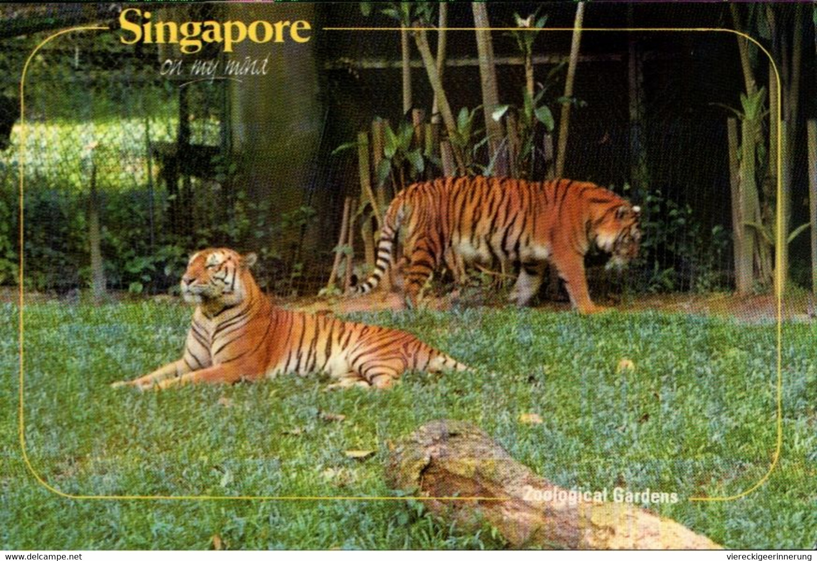 ! 1993 Ansichtskarte Singapur, Singapore, Zoo, Tiger - Tigers