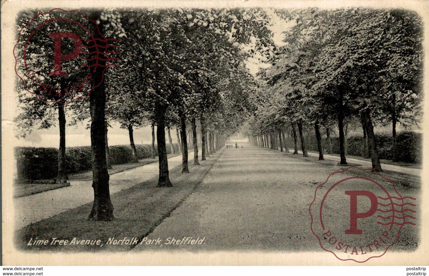 RPPC LIME TREE AVENUE NORFOLK PARK  SHEFFIELD (Real Photographic (RP) - Sheffield