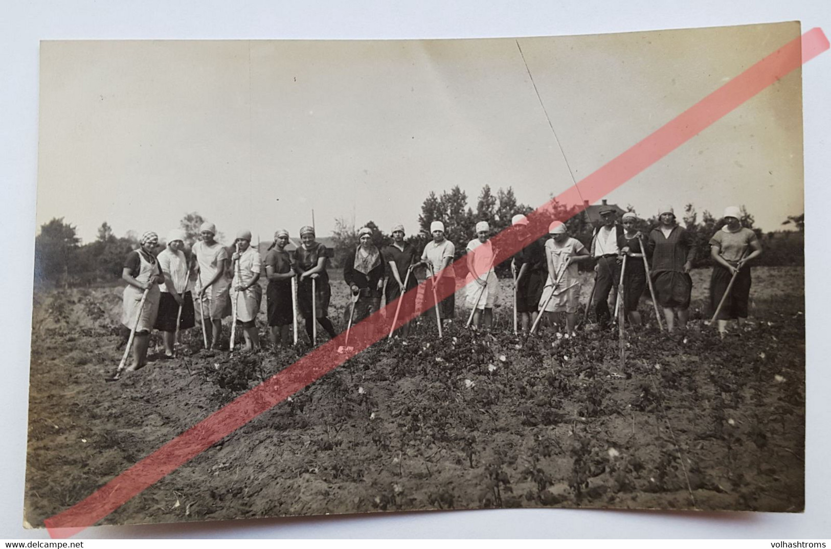 Photo D'époque. Original. Agriculture. Les Femmes Désherbent Les Plates-bandes. Lettonie D'avant-guerre - Mestieri