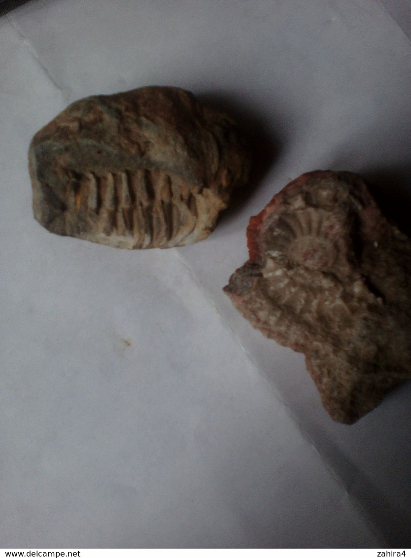 2 Fossiles Insecte Et Coquille (voir Scanne) - Fossilien