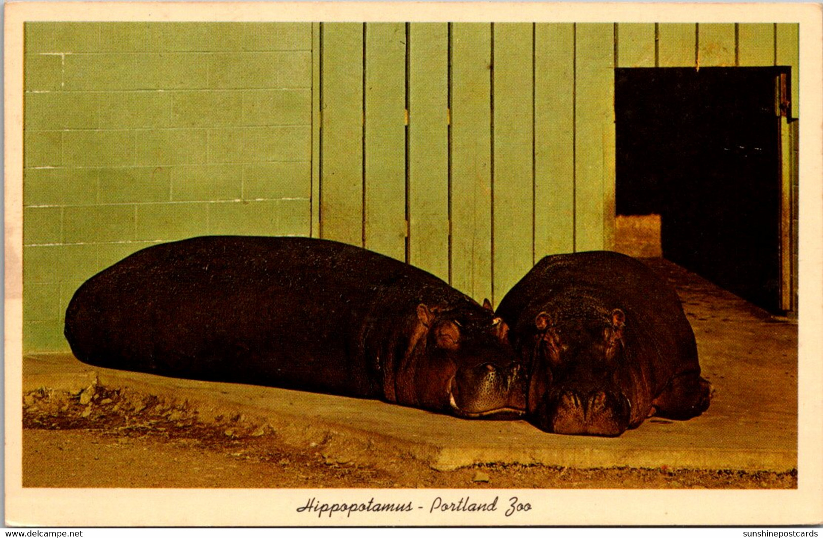 Oregon Portland Zoological Gardens Hippopotamus - Portland
