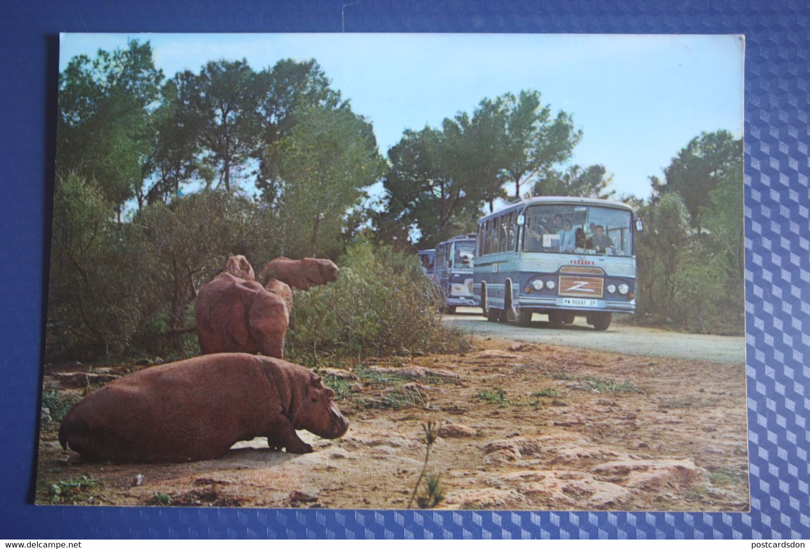 Mallorca, Safari Zoo, Hippo - Old Postcard - Hippopotamuses