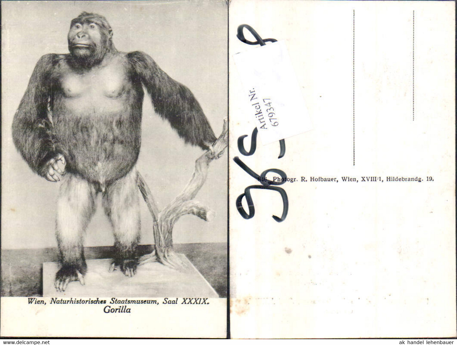 679347 Wien K. K. Naturhistorisches Museum Innen Saal XXXIX Gorilla Affe - Musées