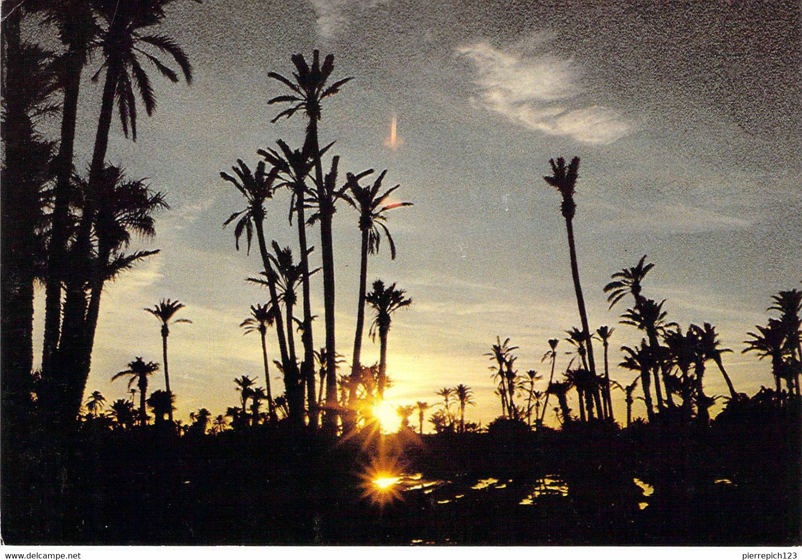 Marrakech - Coucher De Soleil Sur La Palmeraie - Marrakech