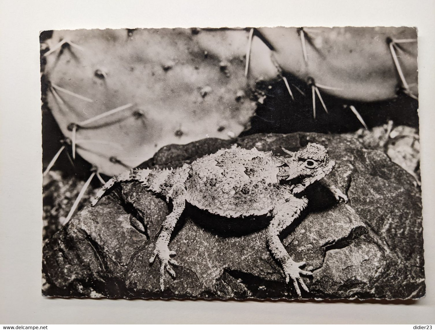 IGUANE  PUBLICITE COLLOCRINE - Schildkröten