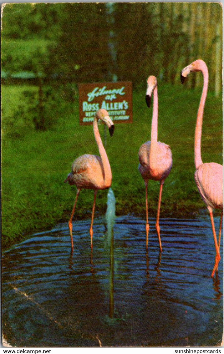 Florida Silver Springs Ross Allen's Reptile Institute Flamingo's - Silver Springs