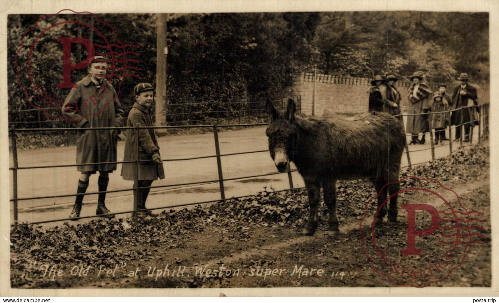 CARTE PHOTO Weston-super-Mare DONKEY  THE OLD PET UPHILL FAVORITE   RP   BURROS ANE DONKEY EZEL - Weston-Super-Mare