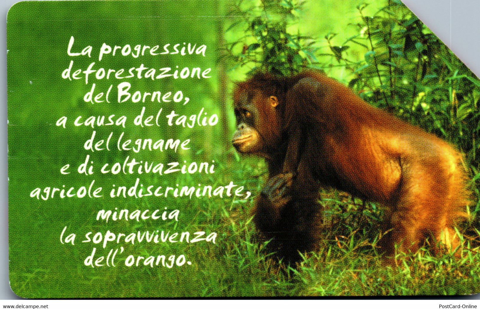 15007 - Italien - Tiere , Borneo - Öff. Diverse TK