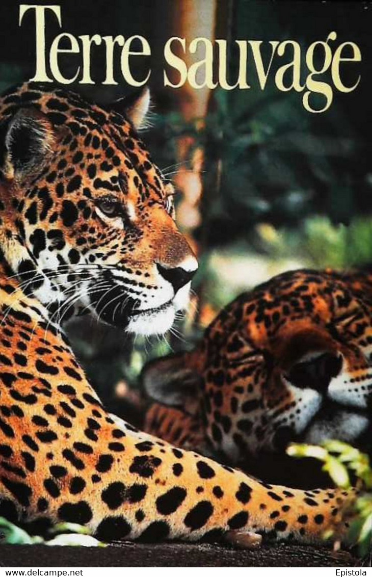 ► CPSM  Couple De Jaguars Au Belize - Belize