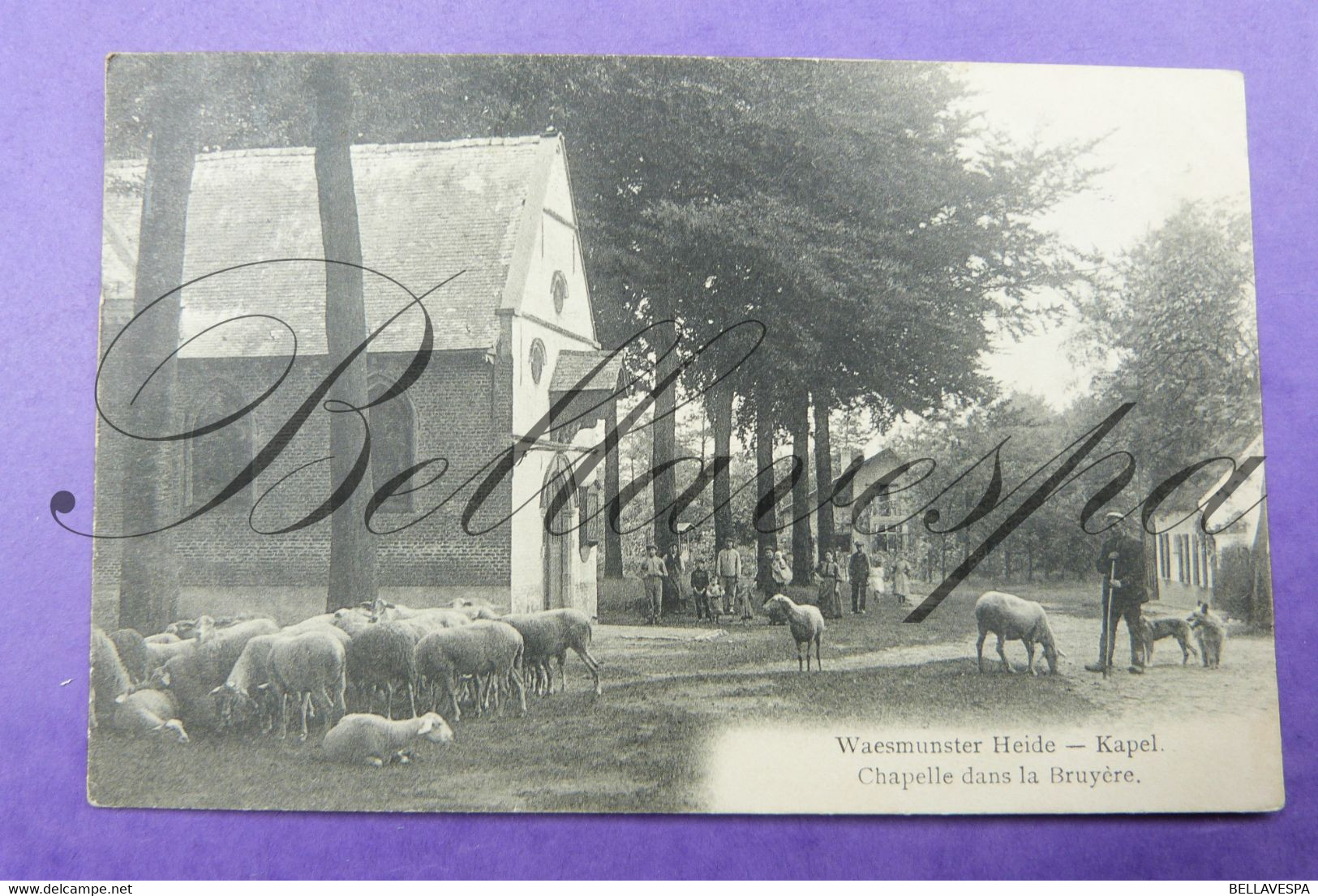 Waasmunster Heide. Schaapherder Berger (Laekense Herder) Chapelle Dans La Bruyère. 1913 (vroege Uitgifte) - Waasmunster