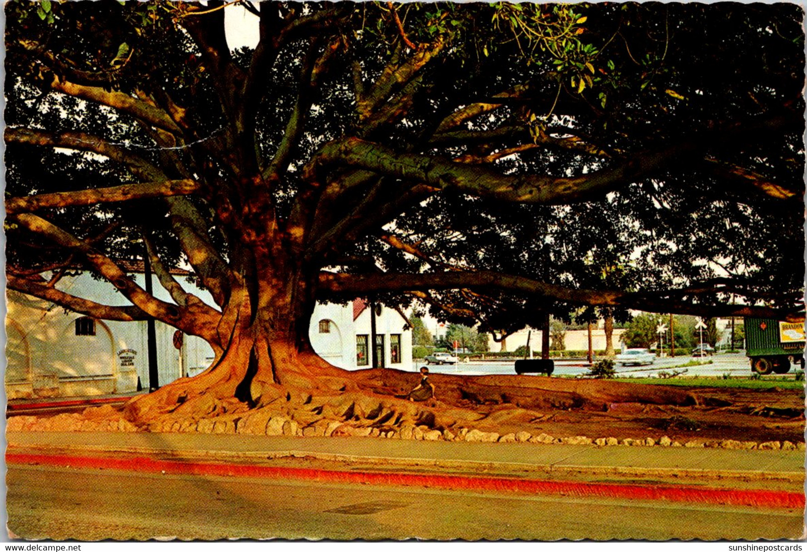 California Santa Barbara Moreton Bay Fig Tree Planted 1877 - Santa Barbara
