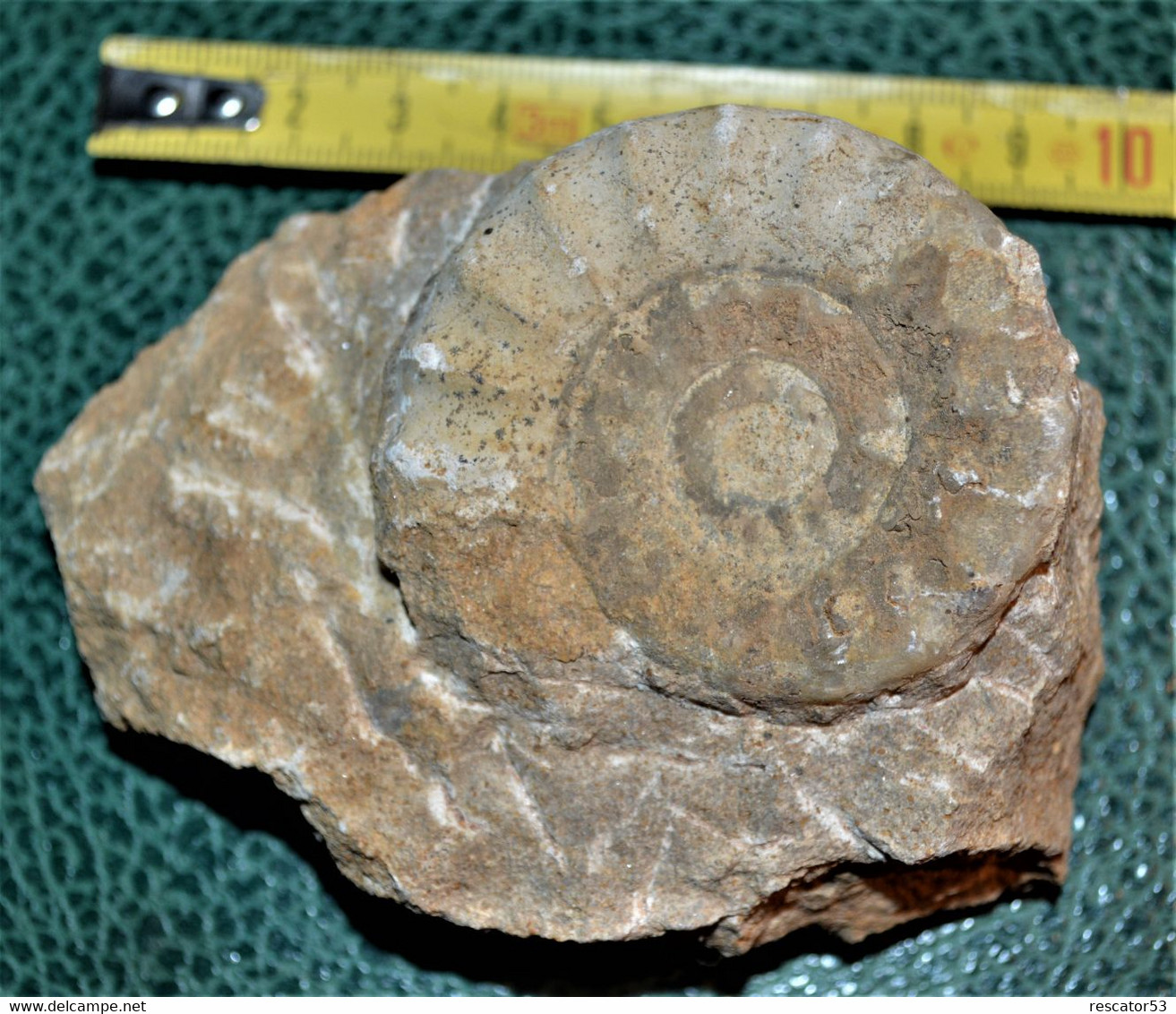 Jolie Ammonite De 10 X 7 Cm De 254 Grammes - Fossilien