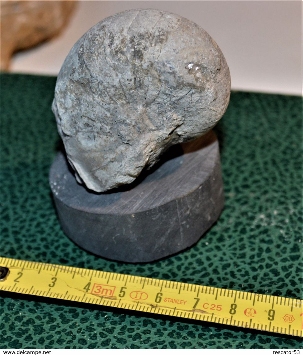 Jolie Nautile Fossilisé De 6 X 5 Cm Sur Socle Carotte De Schiste De 231 Grammes - Fossielen