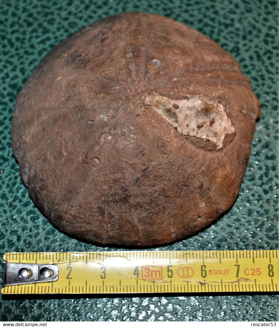 Jolie Oursin Fossilisé De 9 X 9 Cm De 200 Grammes - Fossiles