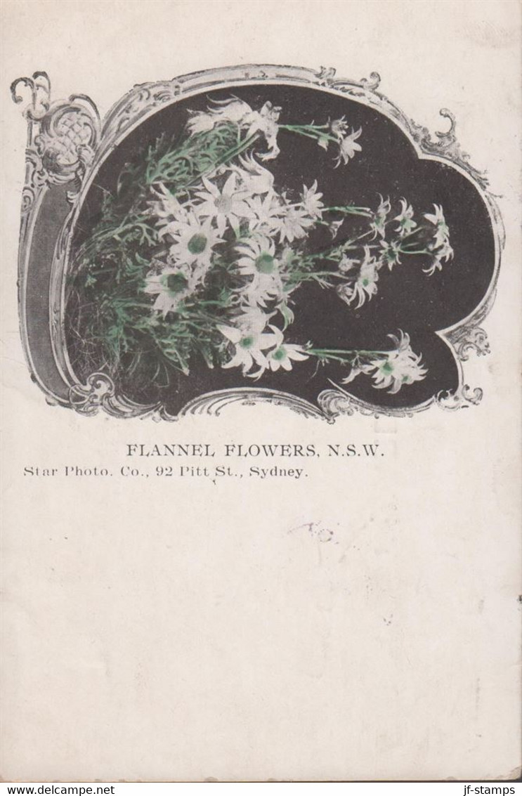 1903. NEW SOUTH WALES. ½ D Victoria + 1 D ON POST CARD (FLANNEL FLOWERS N.S.W. ) To Yokohama,... (Michel 81+) - JF430263 - Brieven En Documenten