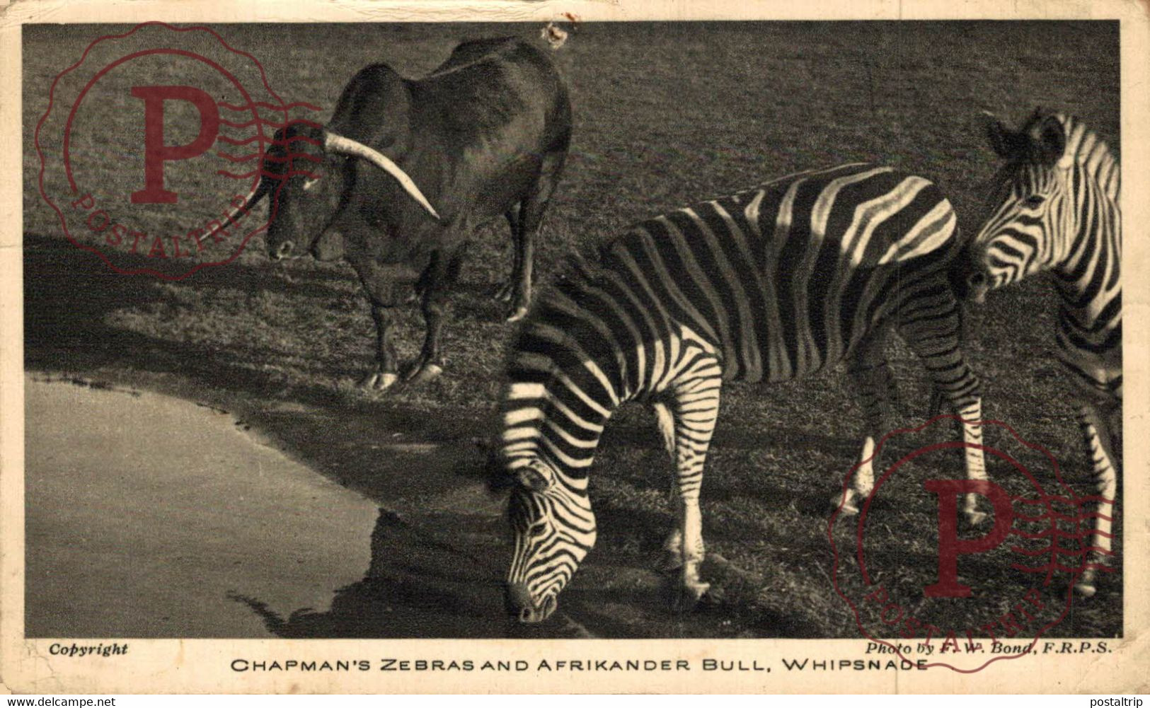 Chapman's Zebras And Afrikander  Bull, Whipsnade  ANIMALES ANIMALS LES ANIMAUX - Zebras