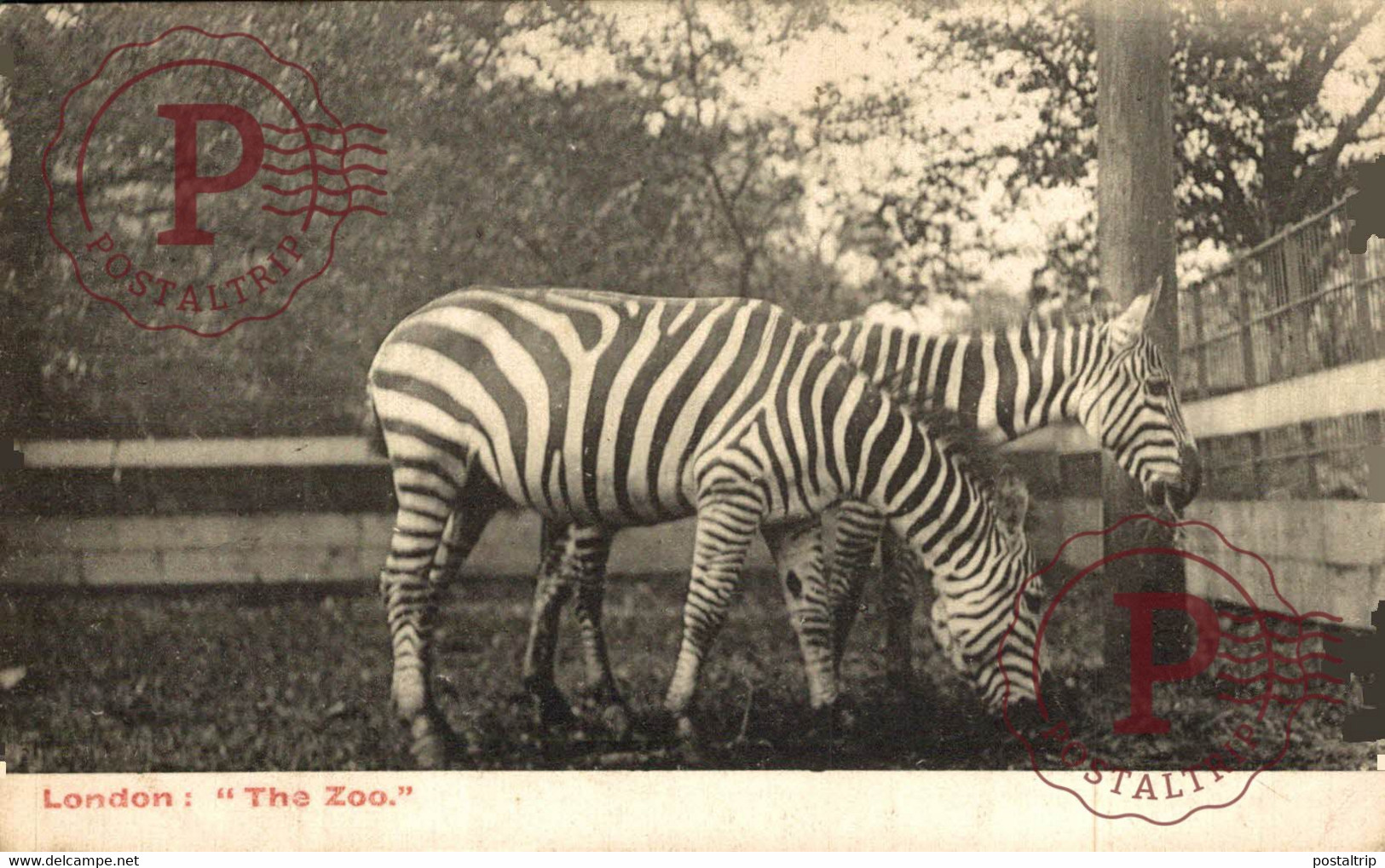 London: The Zoo, Zebra  ANIMALES ANIMALS LES ANIMAUX - Zebras