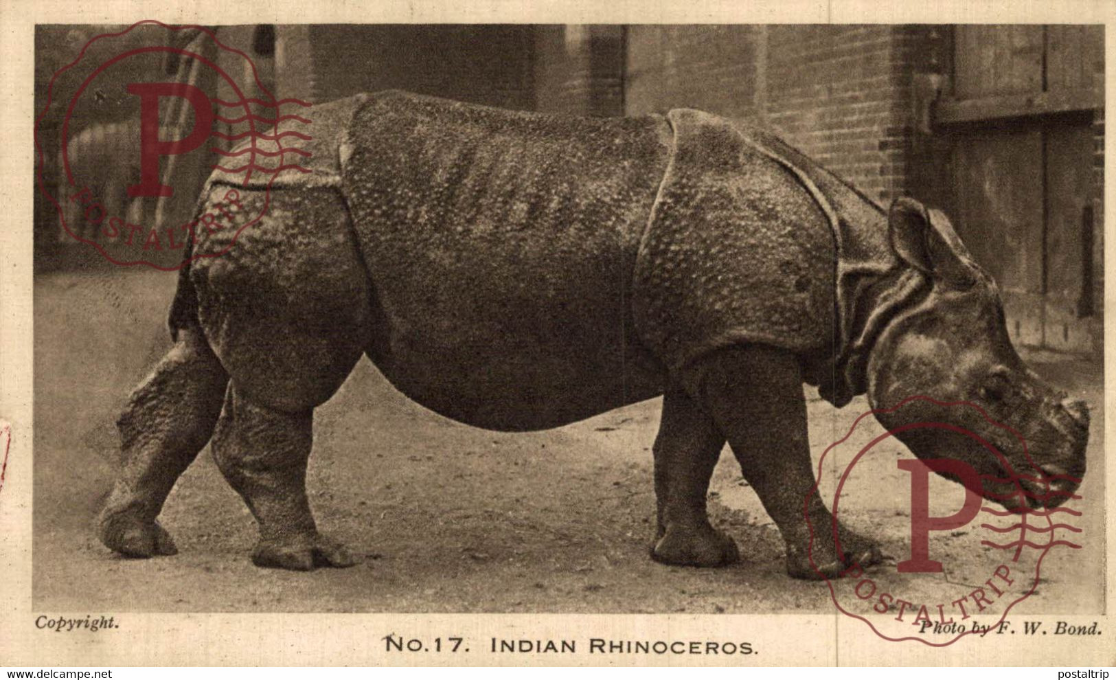 Indian Rhinoceros Rinocerontes ANIMALES ANIMALS LES ANIMAUX - Neushoorn