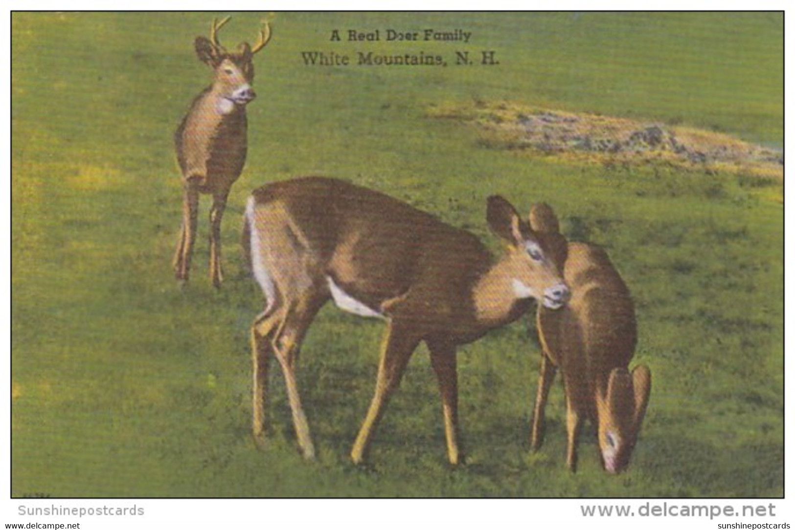 New Hampshire White Mountains A Real Deer Family Curteich - White Mountains