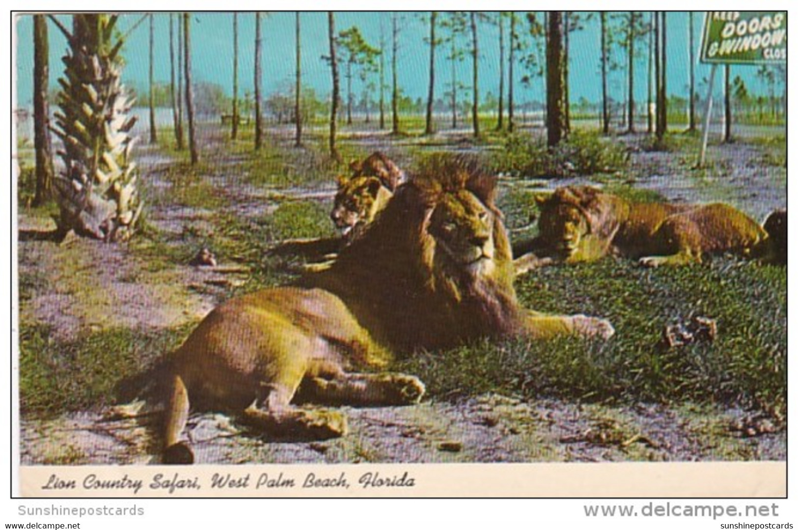 Florida West Palm Beach Lions At Lion Country Safari 1970 - West Palm Beach