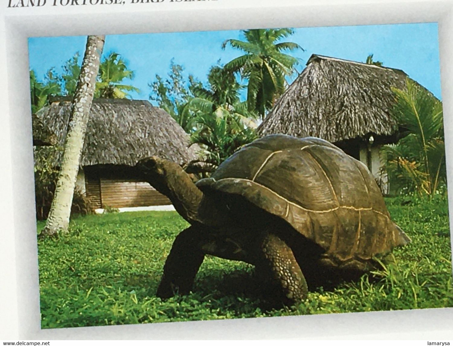 CPSM-☛Carte Postale Thème Animaux & Faune Tortue Tortues-☛Seychelles Land Tortoise, Bird Island-☛La Garenne Colombes- - Tortugas