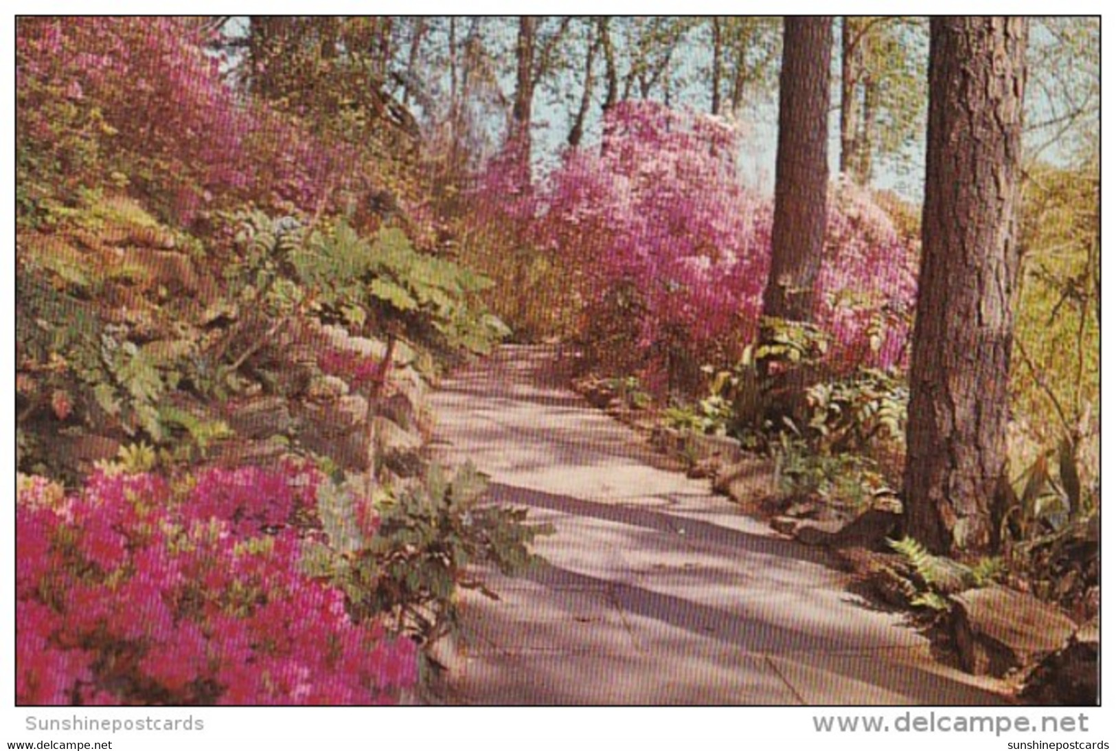 Alabama Mobile Bellingrath Gardens Flagstone Walk With Large Indica Azaleas In Bloom - Mobile