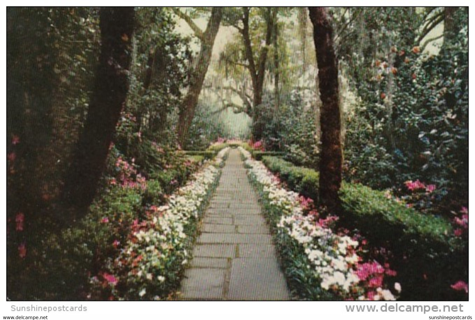 Alabama Mobile Bellingrath Gardens Path Lined With Camellias And Azaleas - Mobile