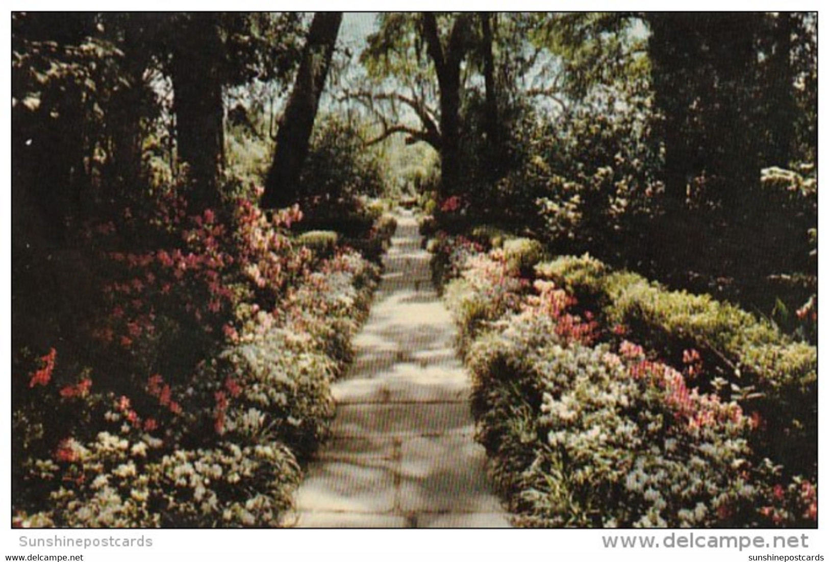 Alabama Mobile Bellingrath Gardens Path Lined With Camellias And Azaleas - Mobile