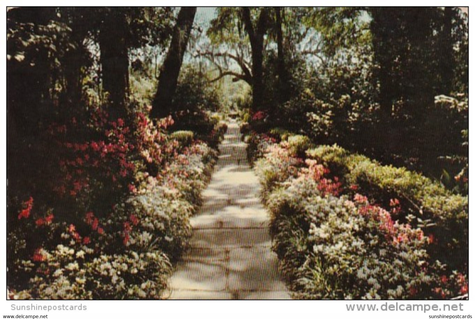 Alabama Mobile Bellingrath Gardens Path Lined With Camellias And Azaleas 1967 - Mobile