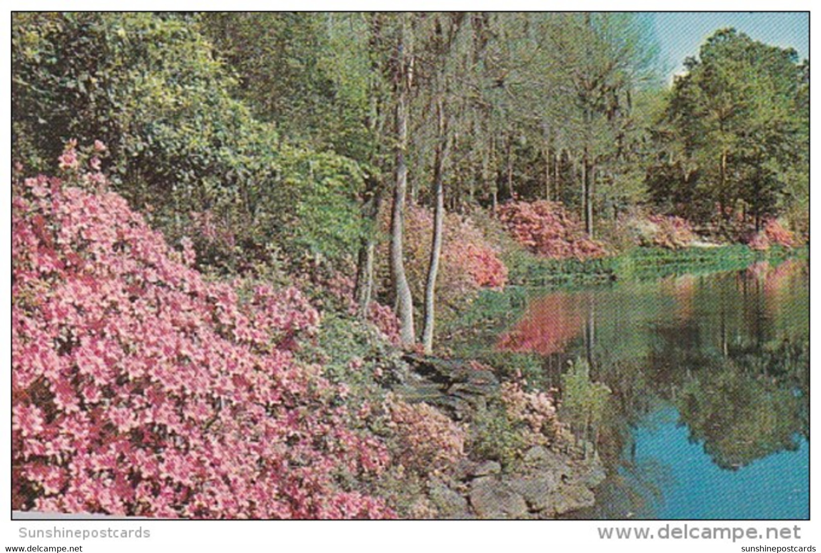 Alabama Mobile Bellingrath Gardens Camellias And Azaleas In Full Bloom - Mobile