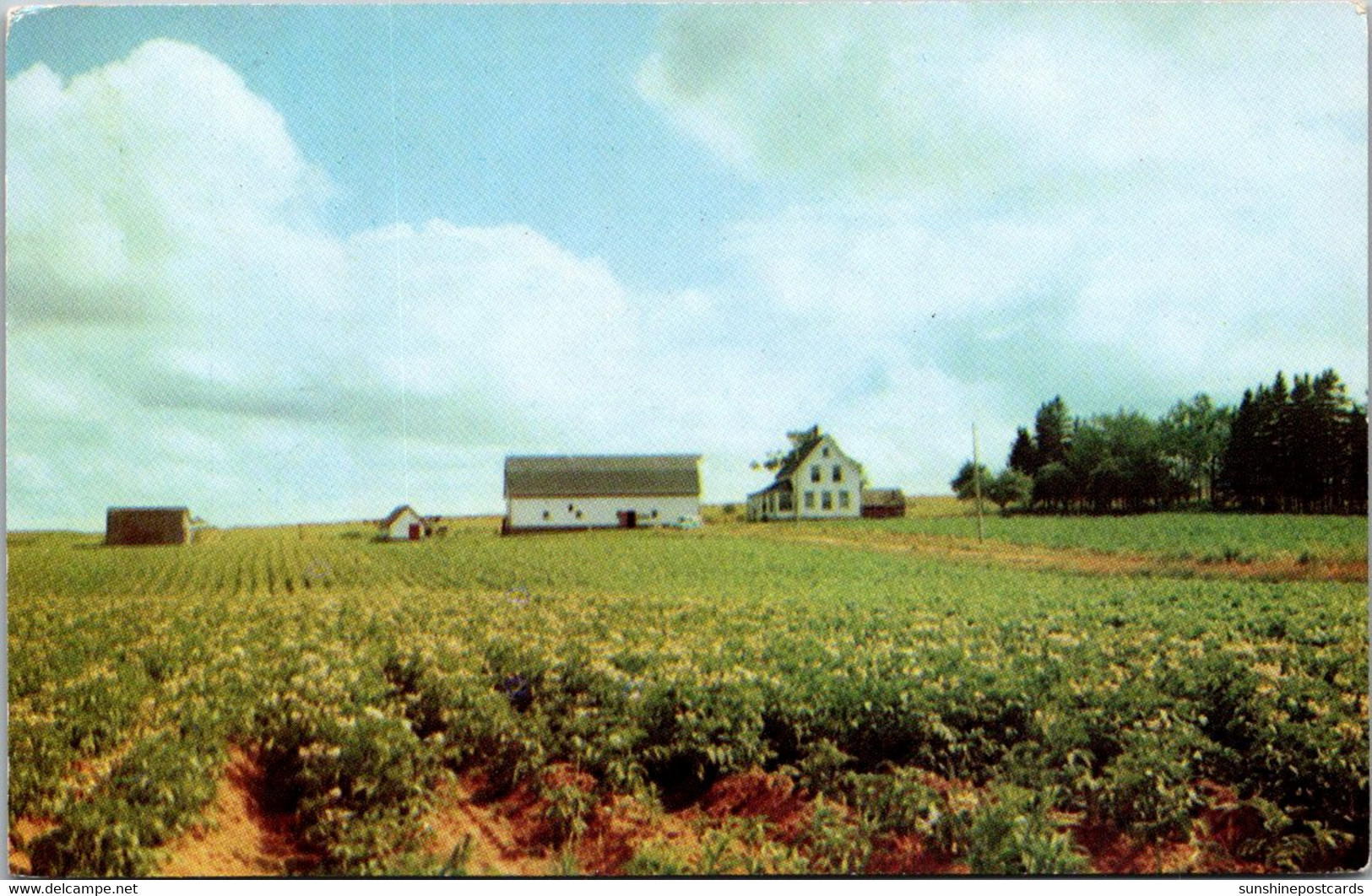 Canada Prince Edward Island Potato Field In Full Bloom - Otros & Sin Clasificación