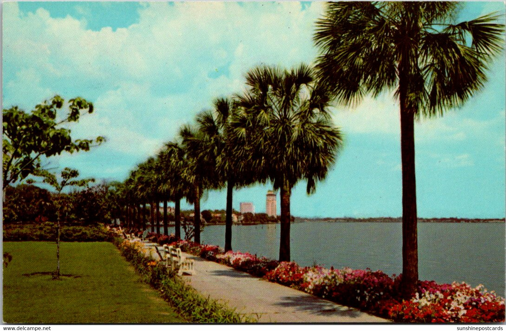 Florida Jacksonville Palms Lining The Shores Of St John's River - Jacksonville