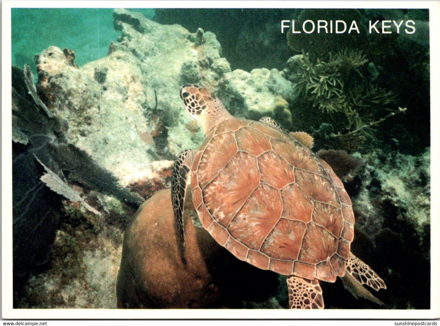 Florida Keys Huge Loggerhead Sea Turtle On The Reef - Key West & The Keys