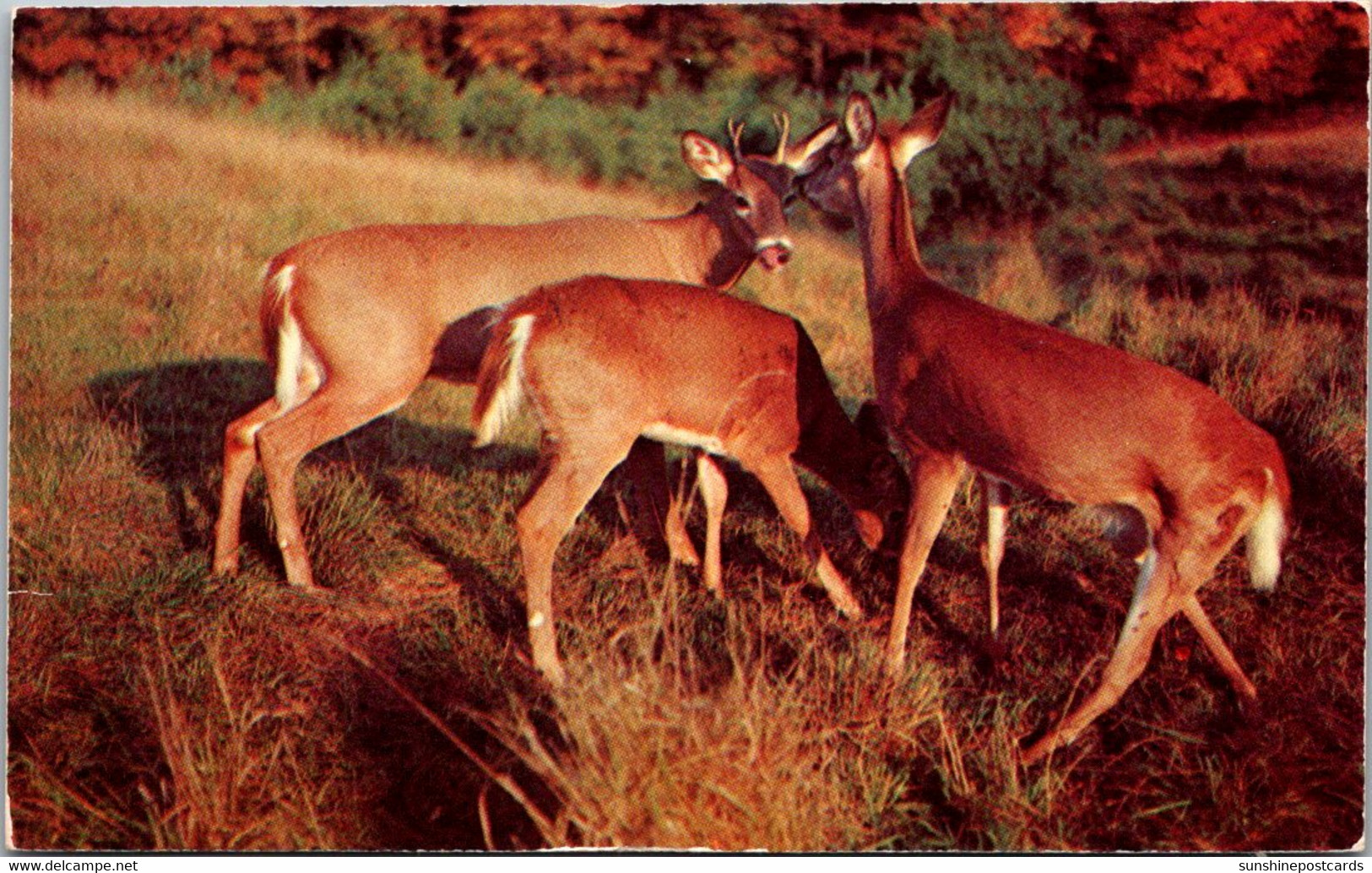 New York Adirondacks Deer Family - Adirondack