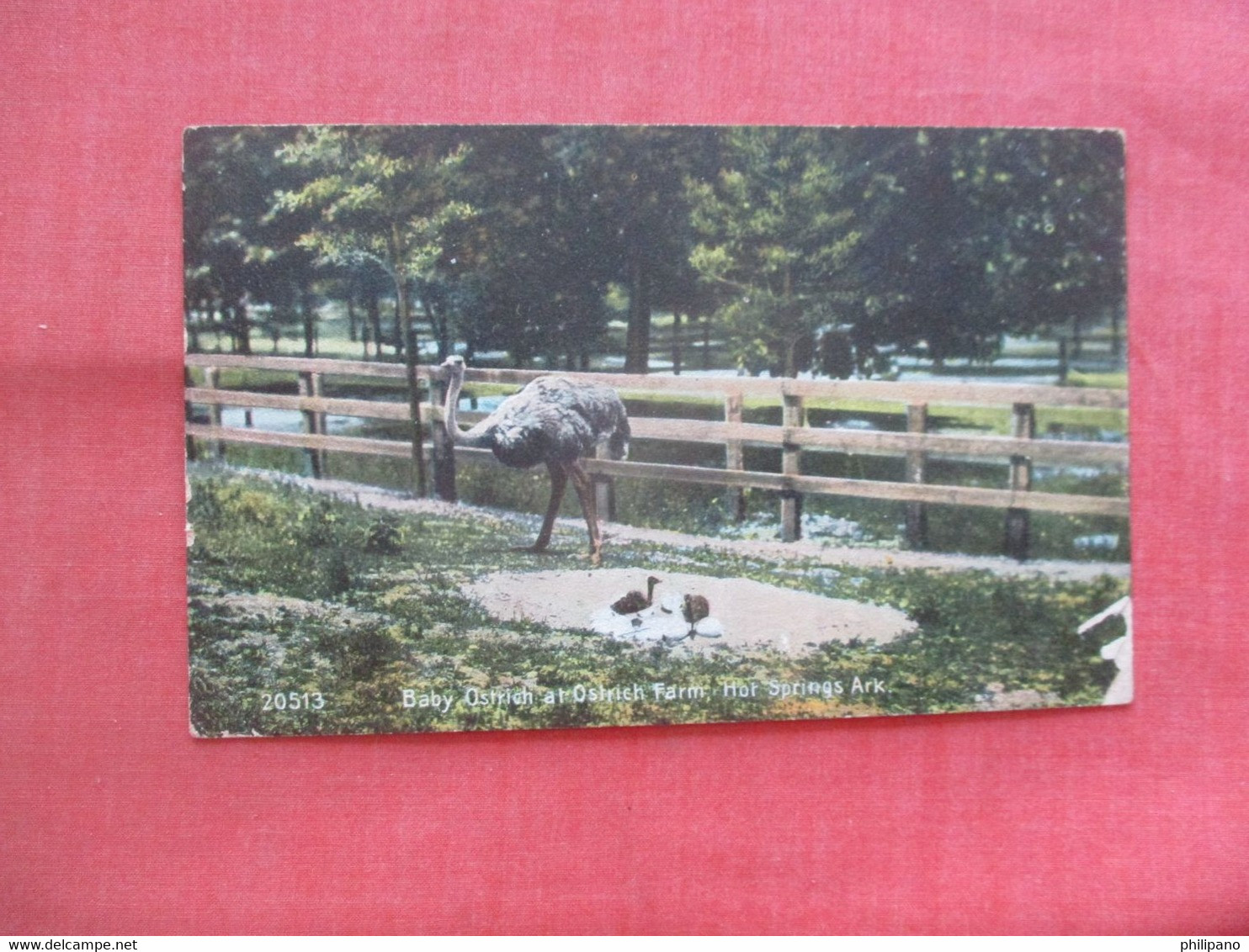 Baby Ostrich At Ostrich Farm Hot Springs     Arkansas   Ref 5599 - Hot Springs