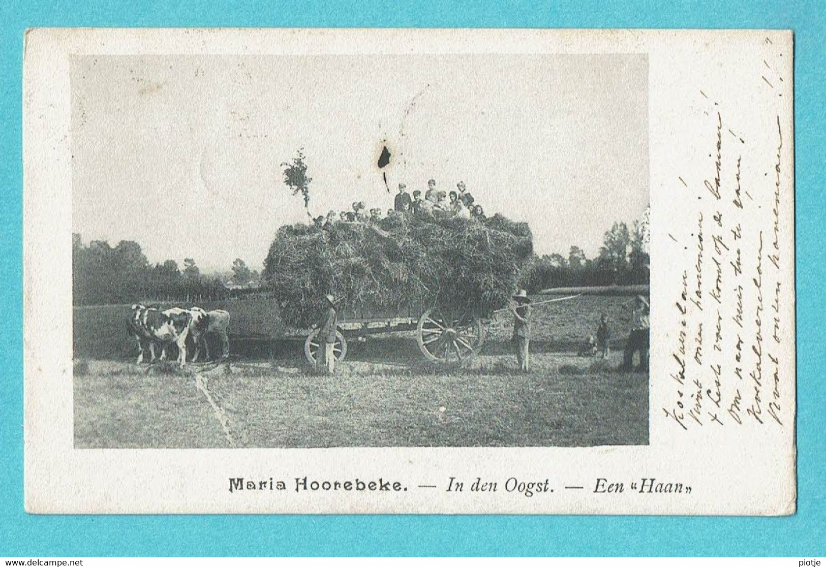 * Sint Maria Horebeke (Oost Vlaanderen) * In Den Oogst, Een Haan, Attelage, Agriculteur, Vache, Animée, Chariot, Foin - Horebeke