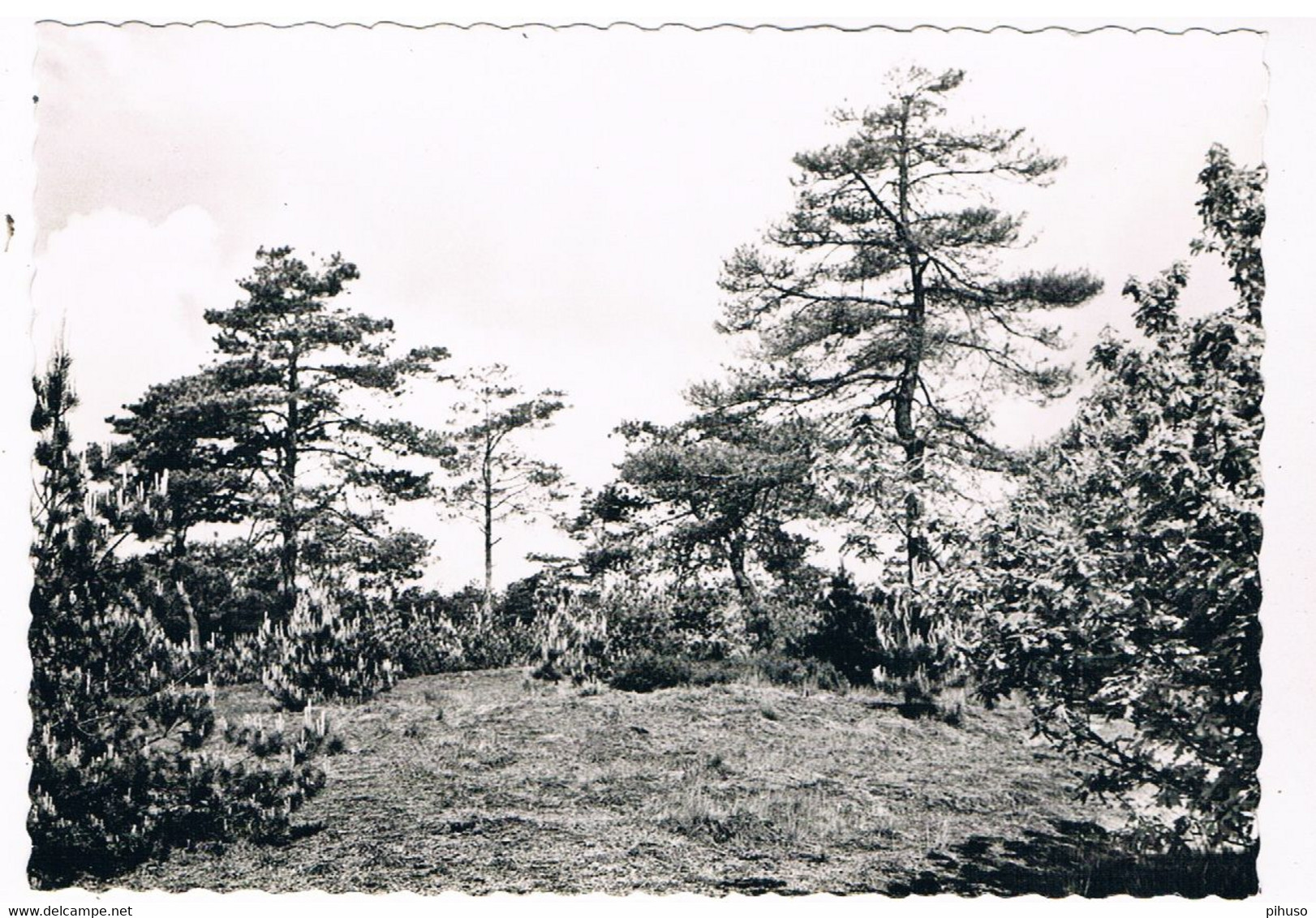 B-8924  SINT-ANTONIUS-BRECHT : Den En Hei In Blakende Zon - Zoersel