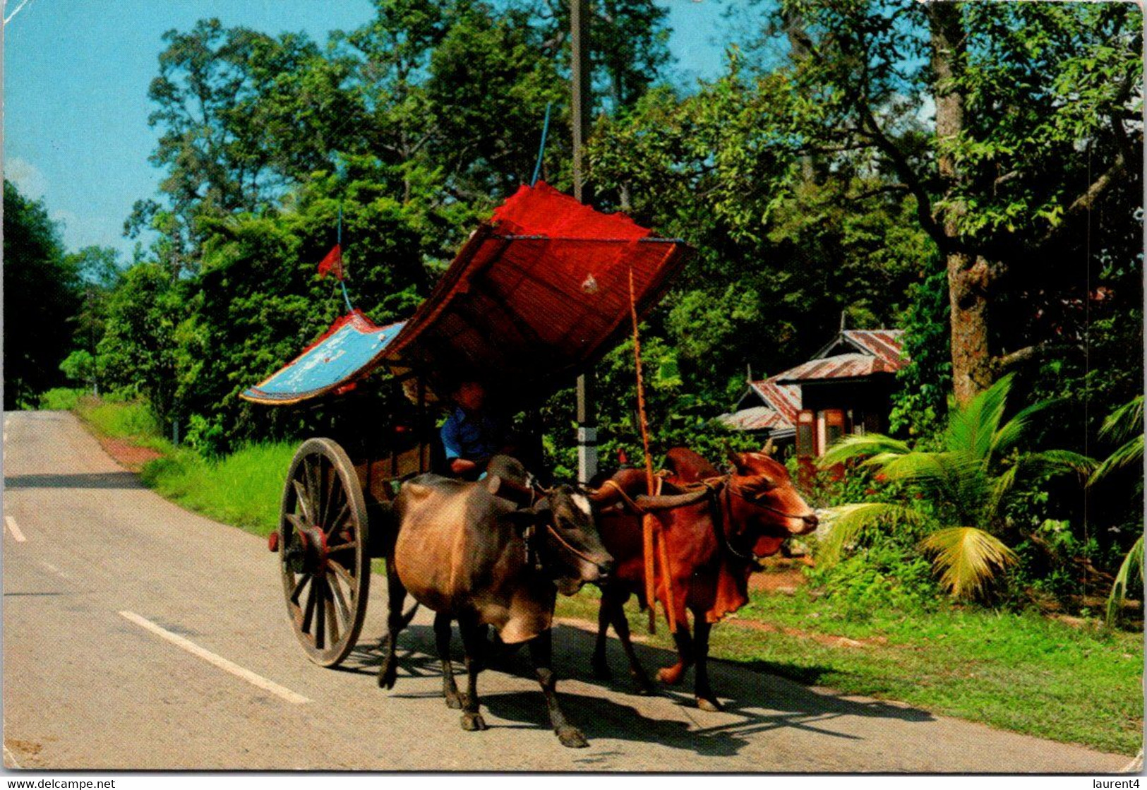 (3 H 49) Malaysia Postcard Posted To Australia  - 1979 - Bullock Cart Malacca - Attelages
