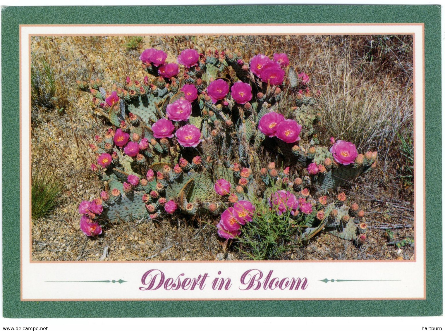 ♥️ Beaver Tail Cactus. Terrell. (Smith-Southwestern Inc) Tempe, Arizona (BAK-5,2) Amerika - U.S.A - X - Tempe