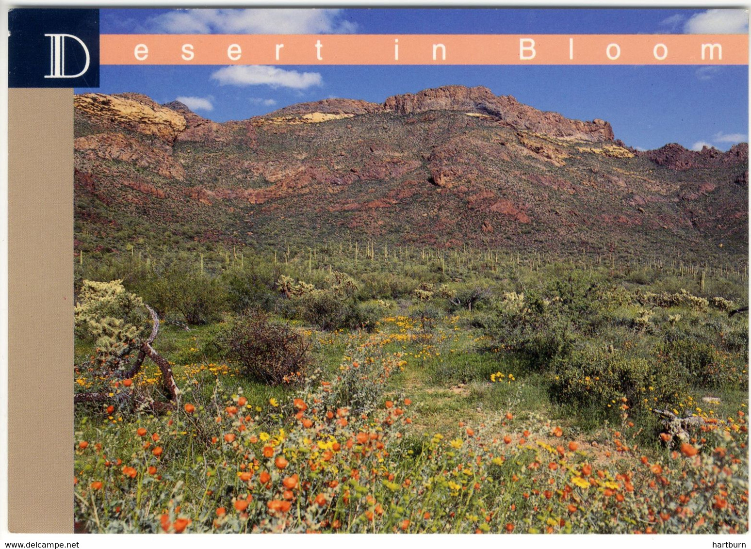 ♥️ Desert In Bloom.Springtime In The Soutwest Desert. Tempe, Arizona (BAK-5,2) Amerika - U.S.A - Tempe